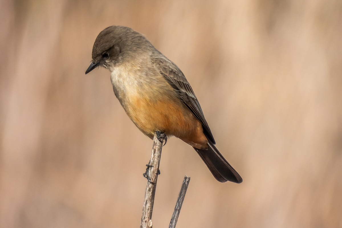 Say's Phoebe - ML397638831