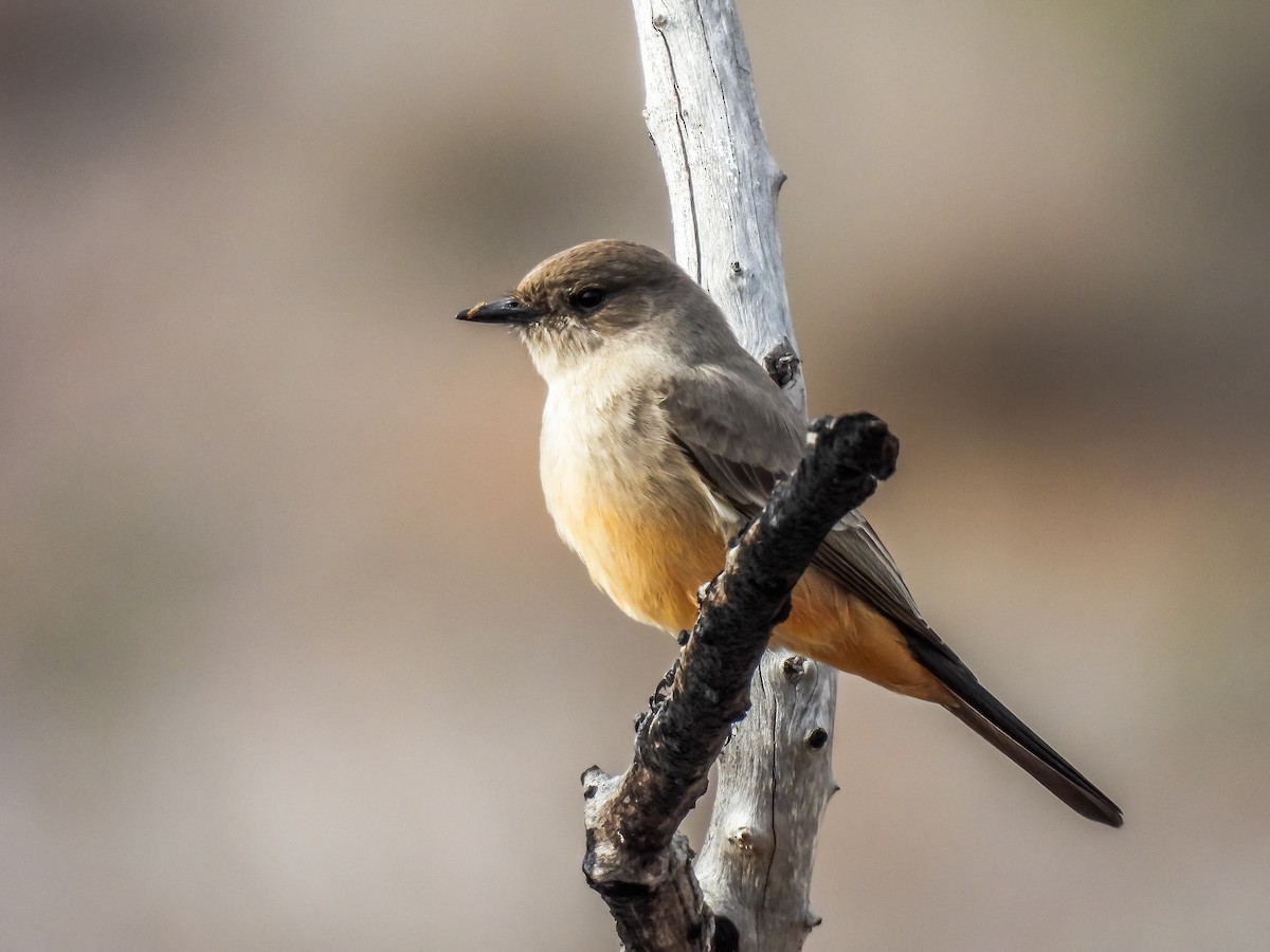 Say's Phoebe - ML397638841