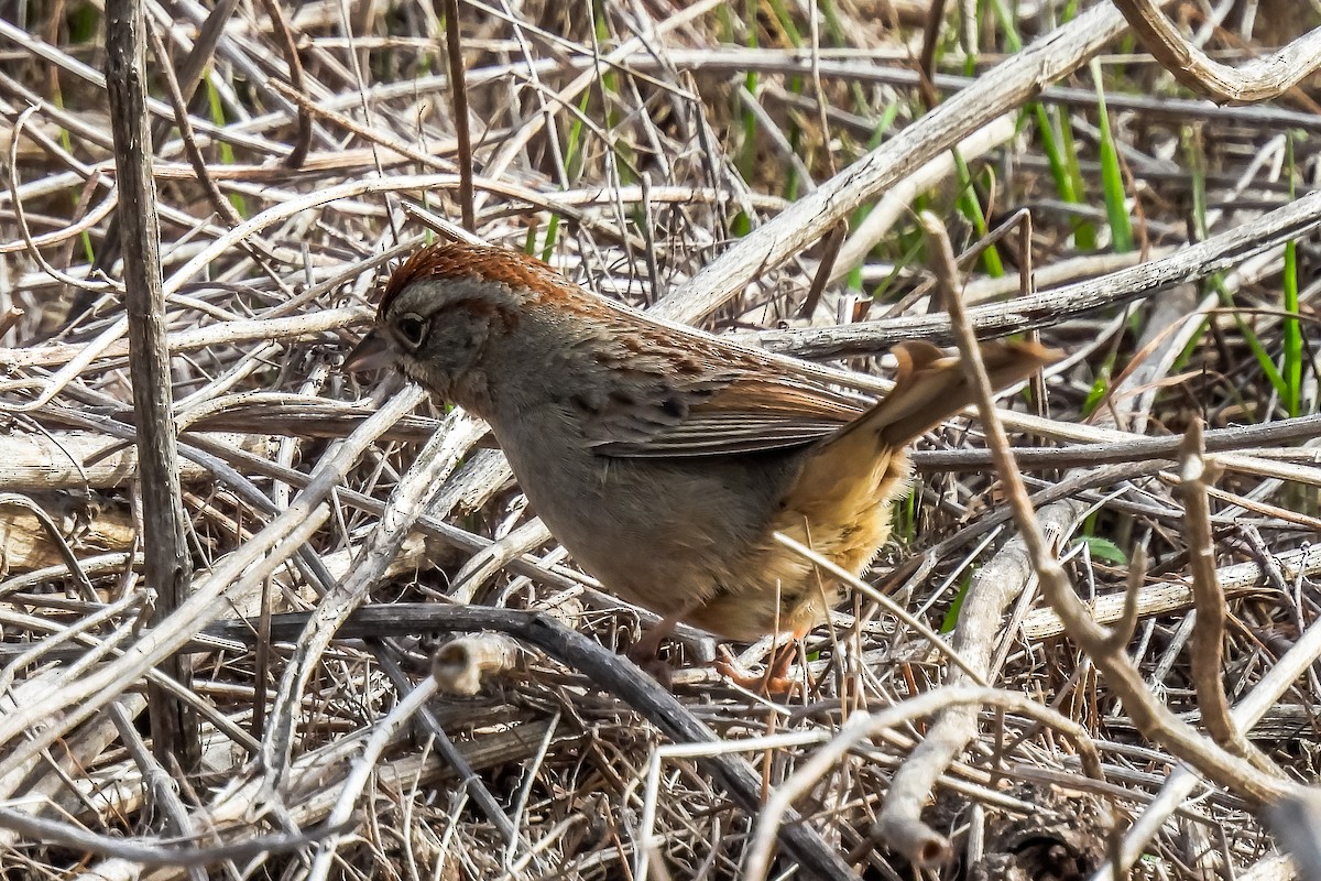Rufous-crowned Sparrow - John Mueller