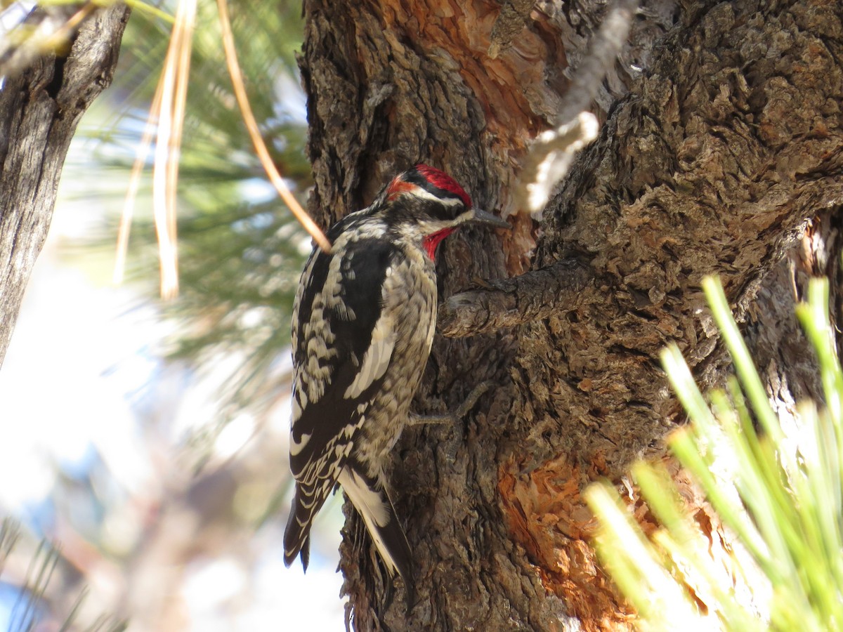 Red-naped Sapsucker - Tom Rohrer