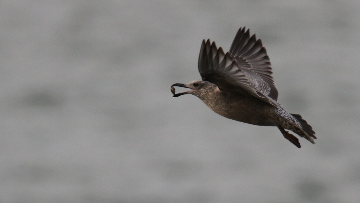 Herring Gull - Daniel Jauvin