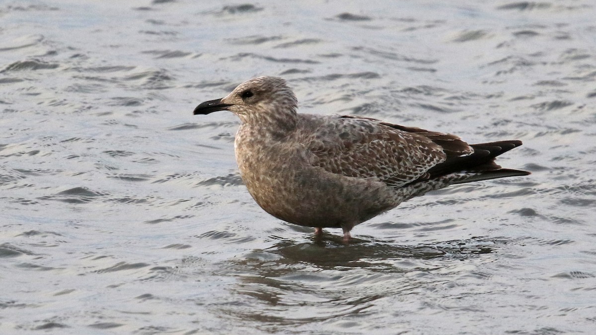 Herring Gull - Daniel Jauvin