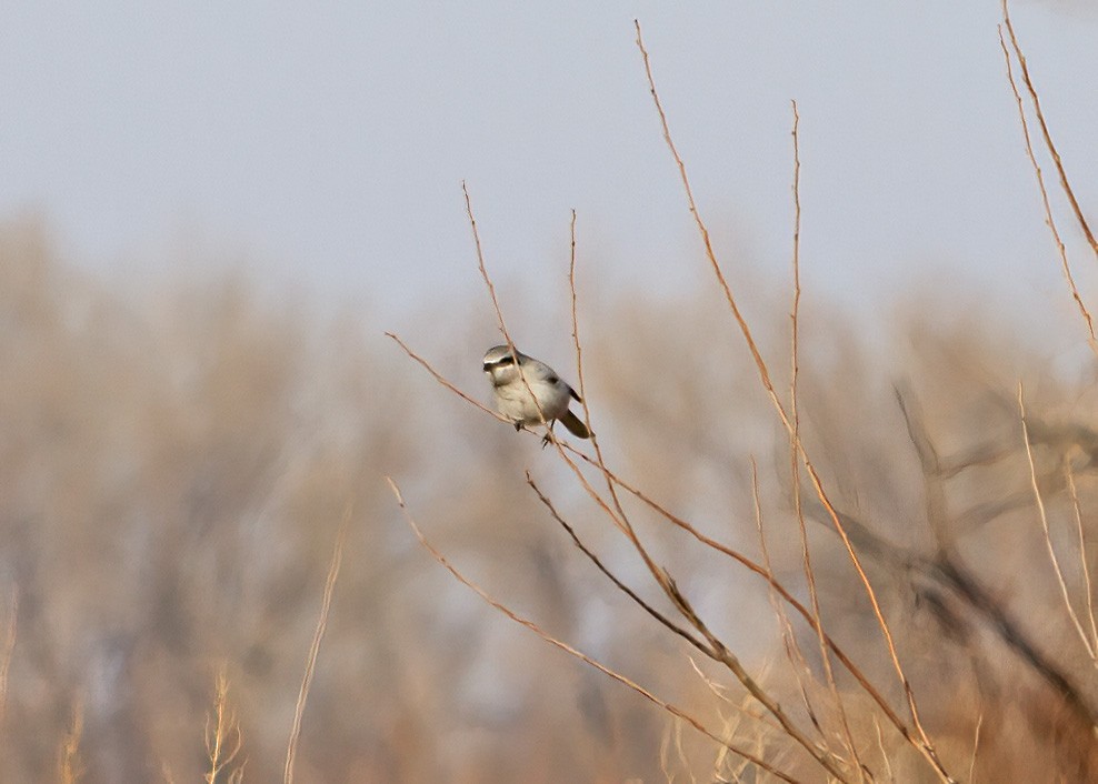 Northern Shrike - ML397639981