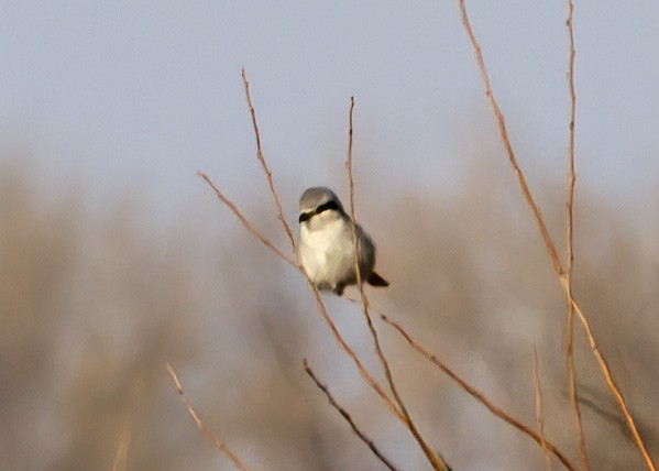 Northern Shrike - ML397640051