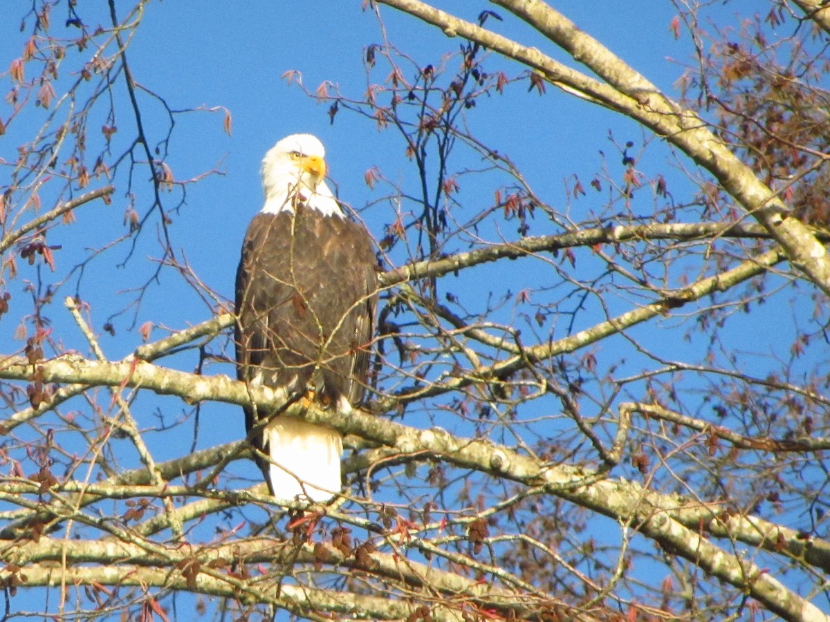 Bald Eagle - ML397640401