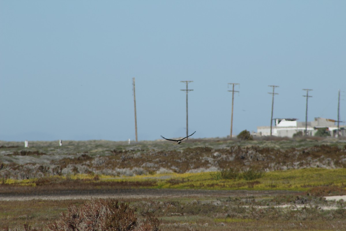 Northern Harrier - ML397641671