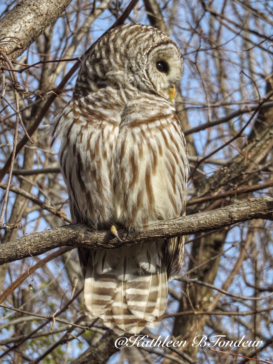 Barred Owl - Kathleen Tondeur