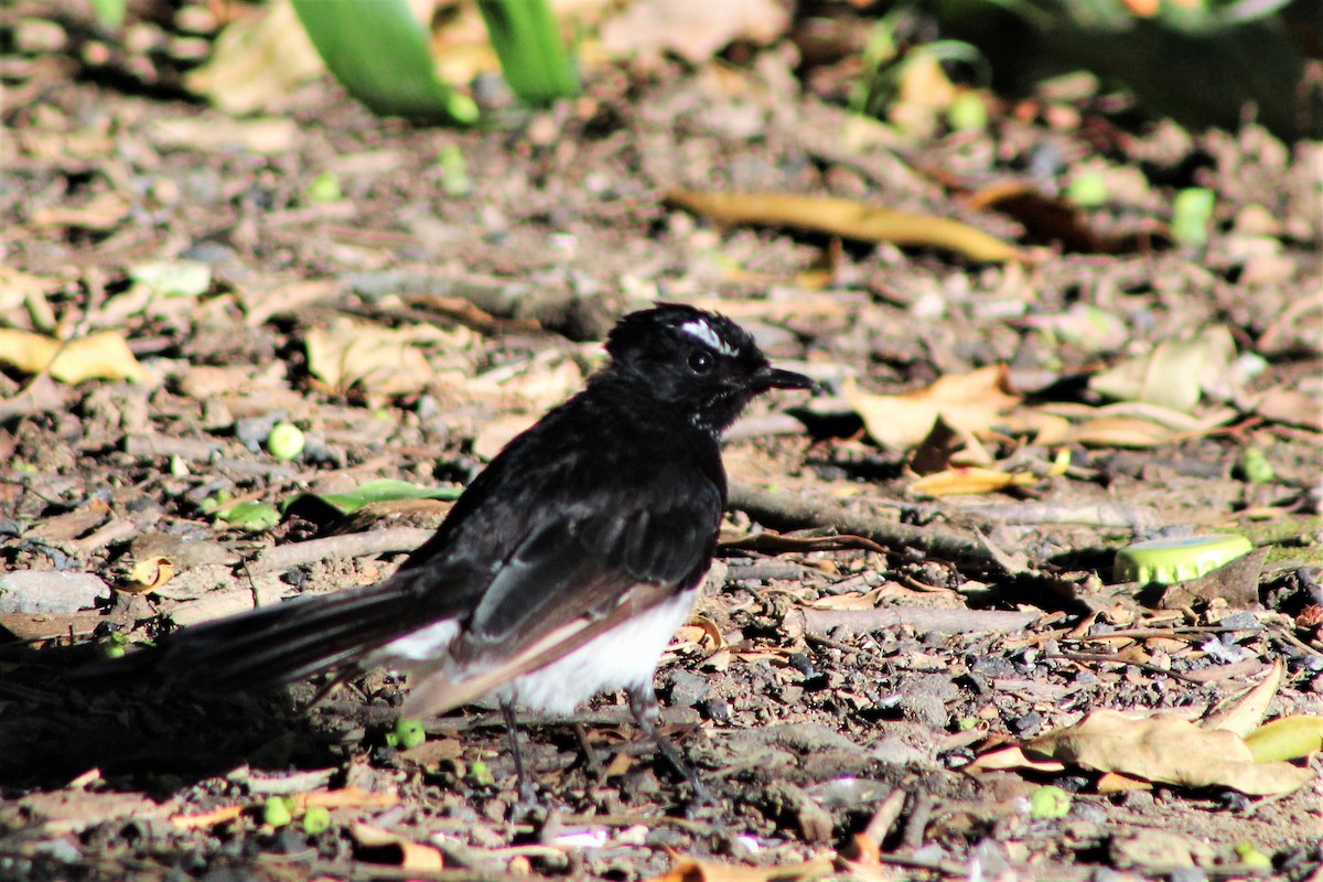 Willie-wagtail - ML397643941