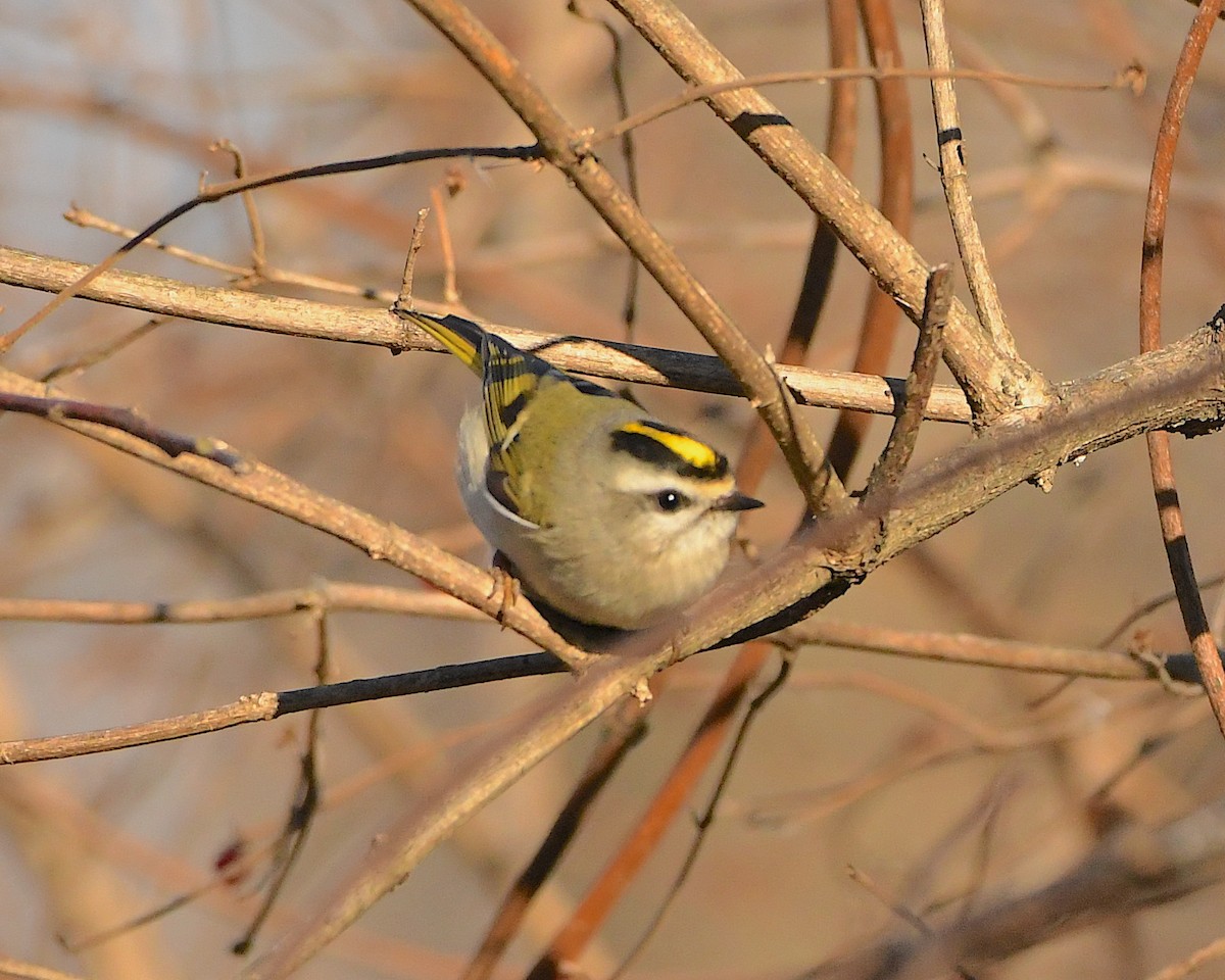 Golden-crowned Kinglet - ML397645081