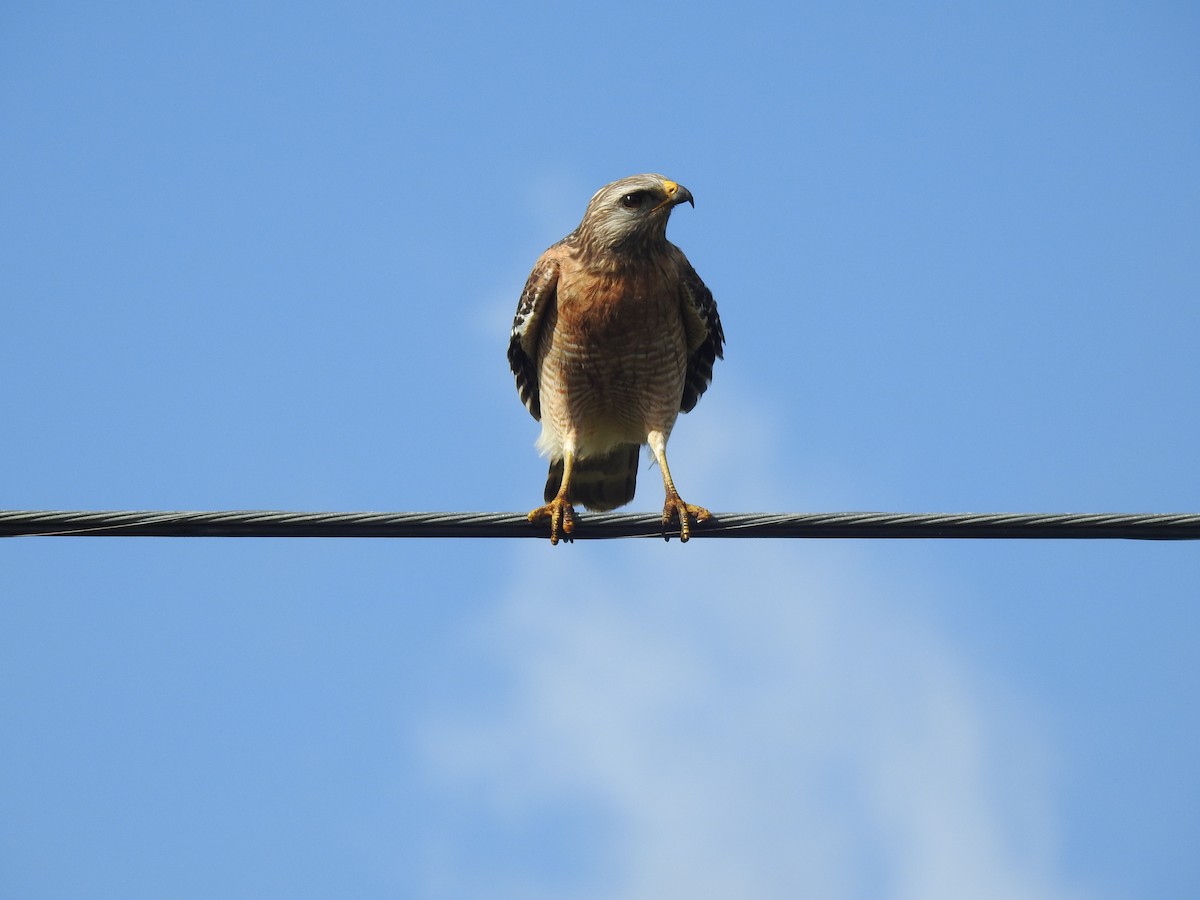 Red-shouldered Hawk - Kaj Overturf