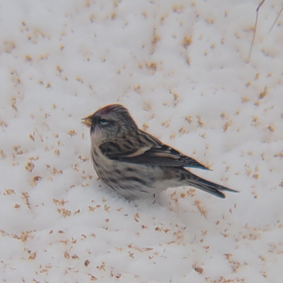 Common Redpoll - ML397647081