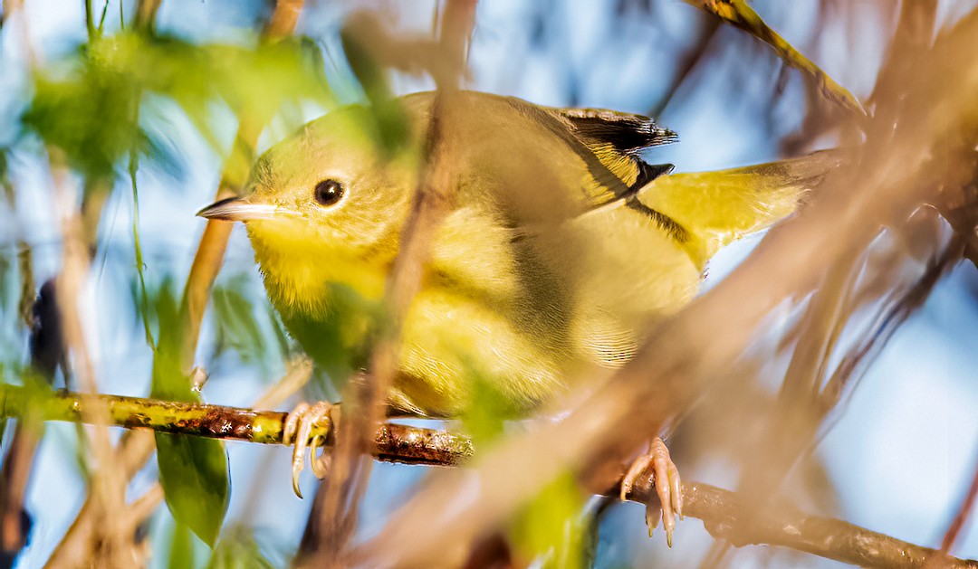 Common Yellowthroat - ML397647141