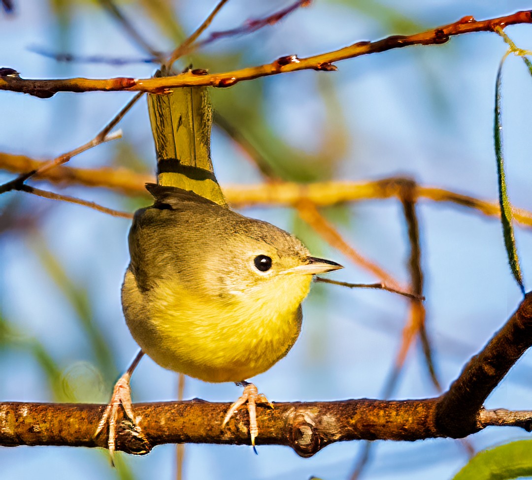 Common Yellowthroat - Eric Dyck