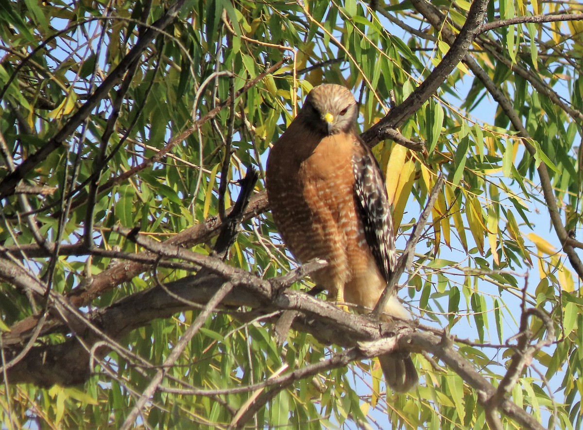 Red-shouldered Hawk - Ed Stonick
