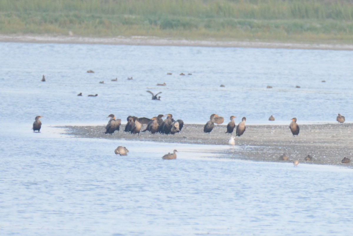 Cormoran à aigrettes - ML397649921