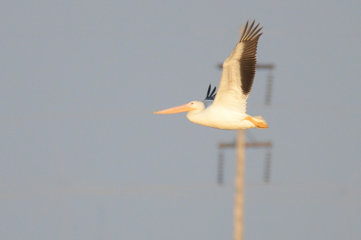 American White Pelican - ML397649961