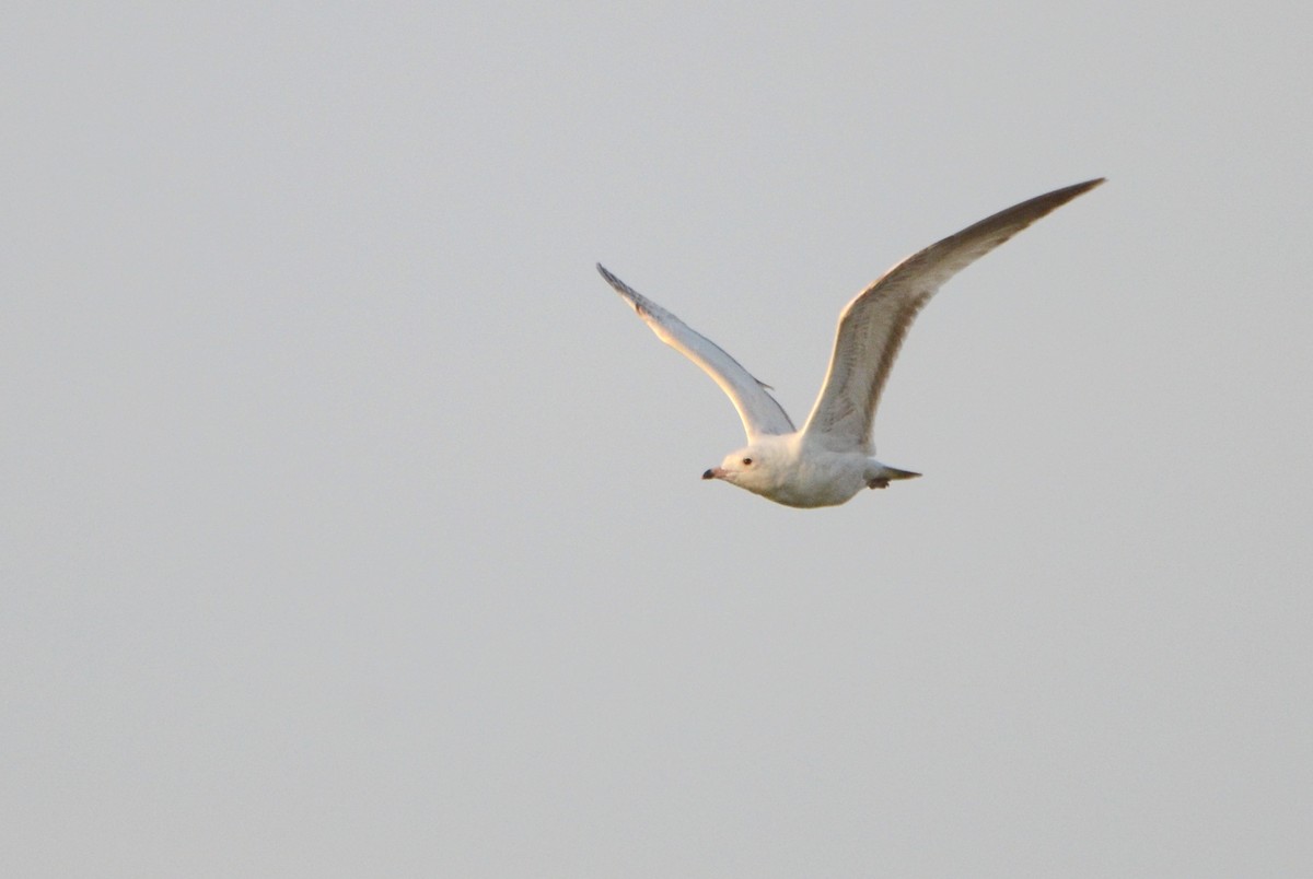 Ring-billed Gull - Asher  Warkentin