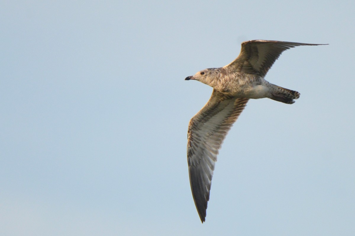 Ring-billed Gull - Asher  Warkentin