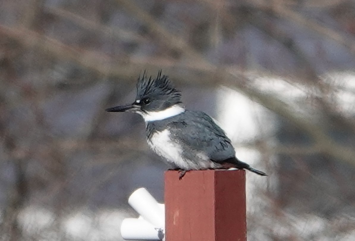 Belted Kingfisher - ML397650131