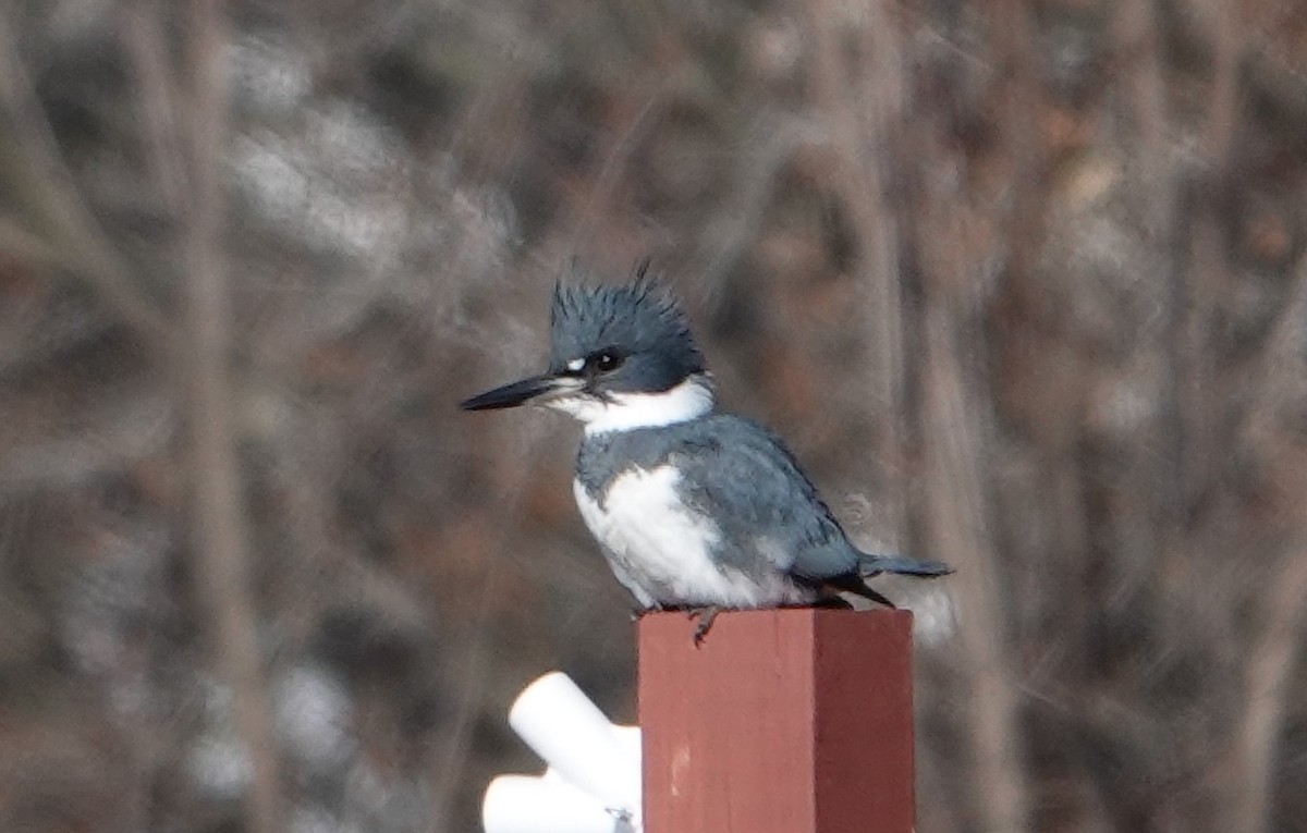 Belted Kingfisher - ML397650141