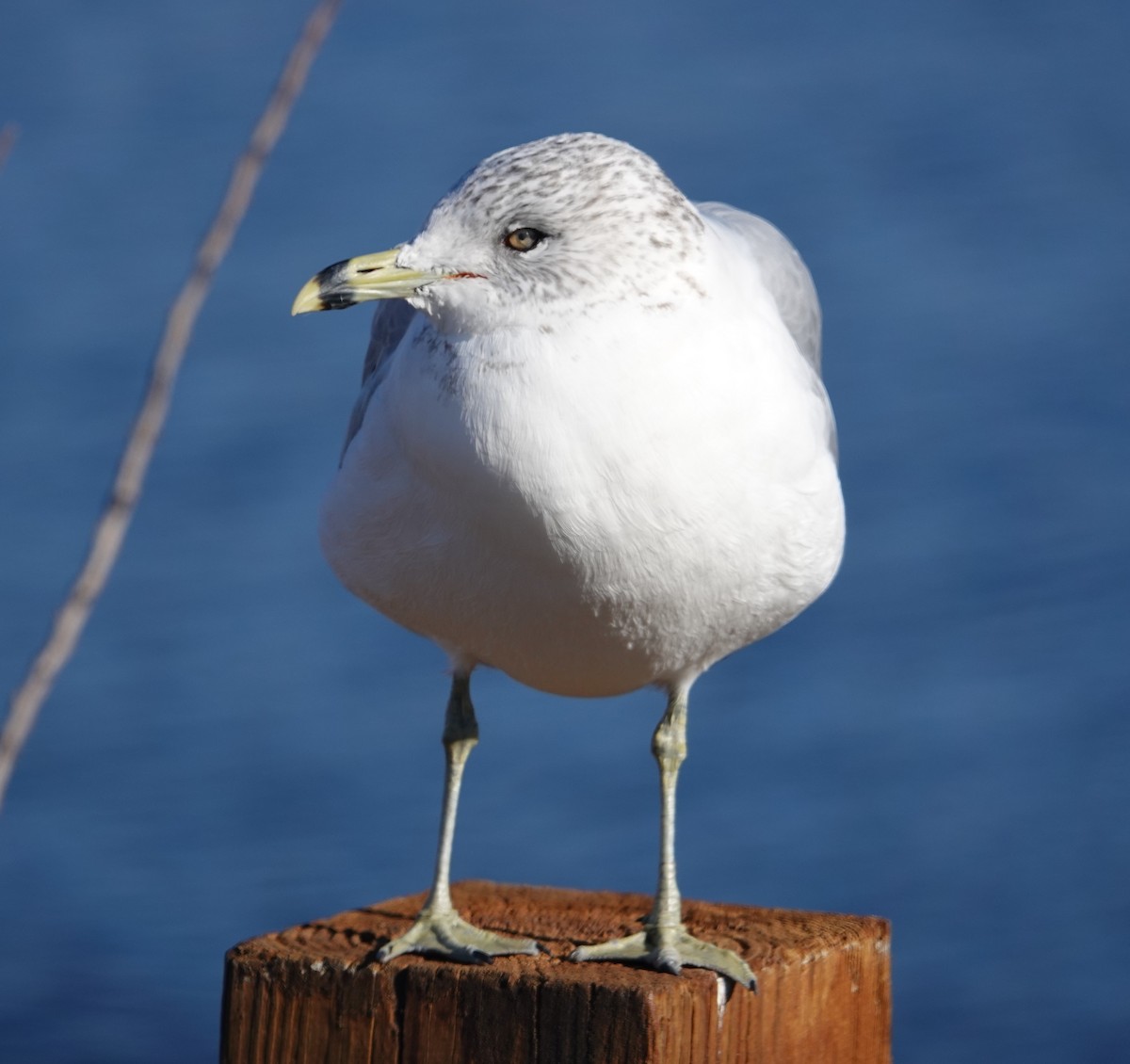 Ring-billed Gull - ML397650381