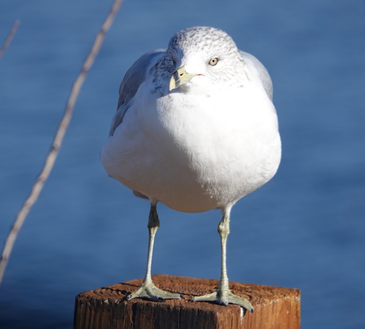 Ring-billed Gull - ML397650391