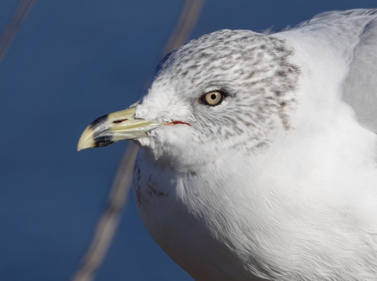 Ring-billed Gull - ML397650411