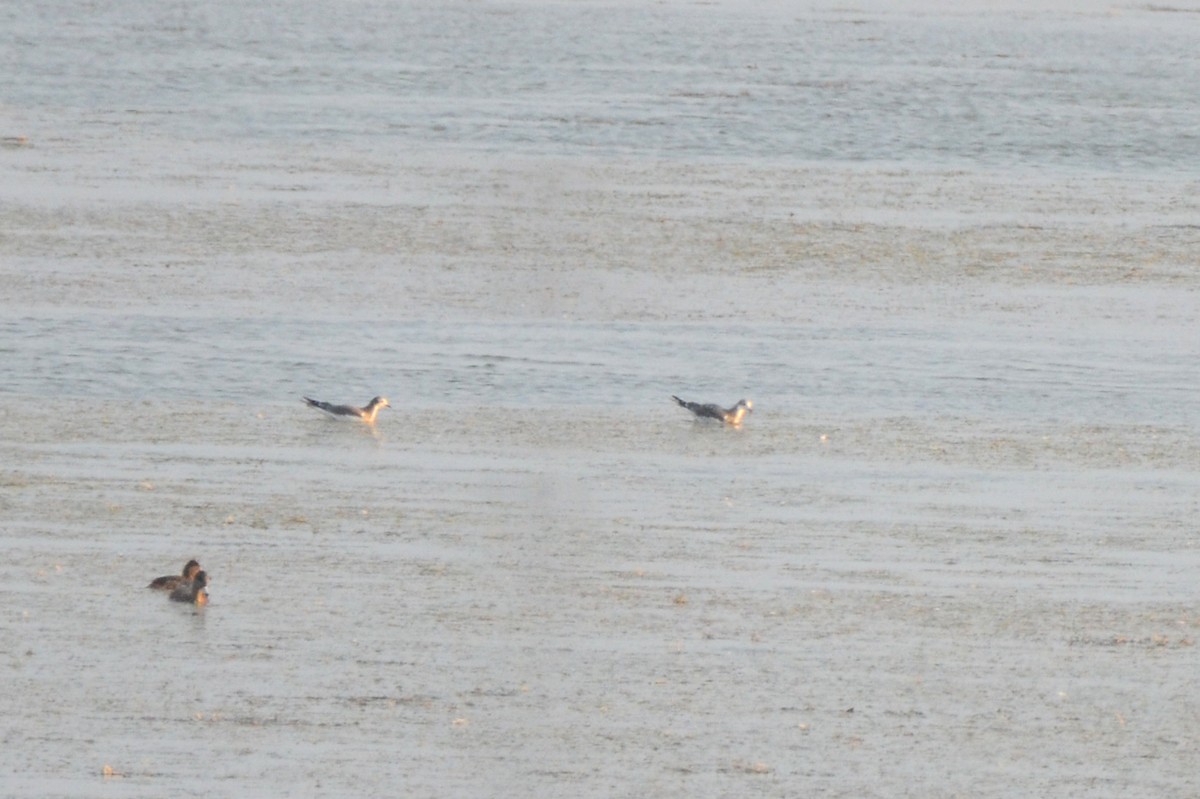 Sabine's Gull - Asher  Warkentin