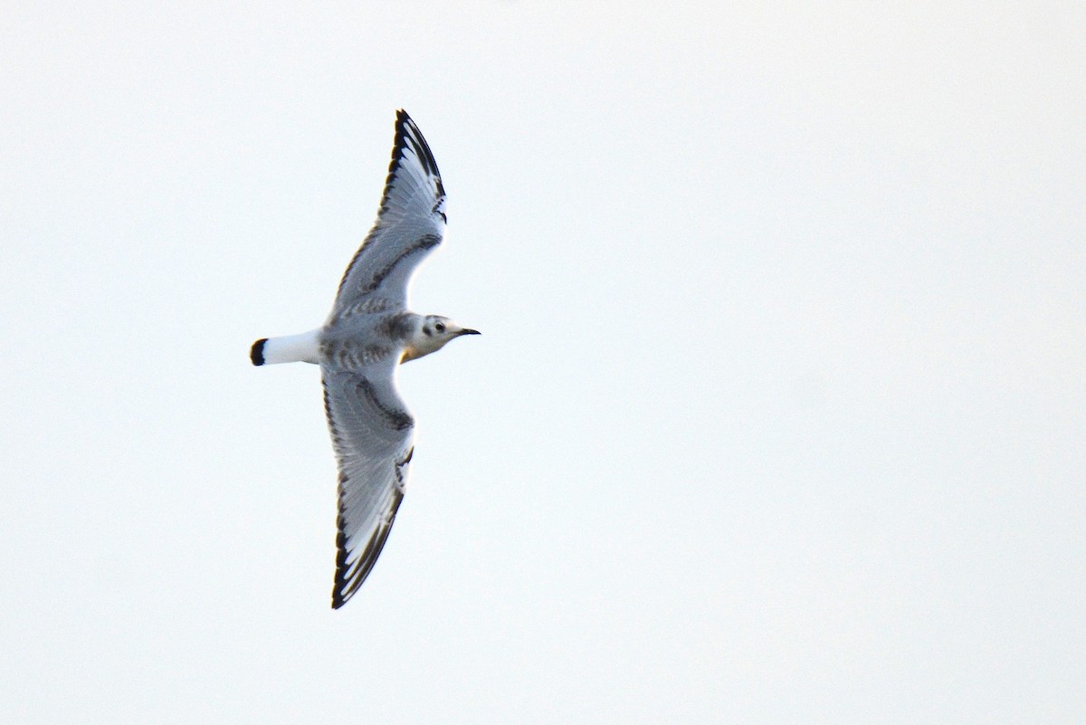 Bonaparte's Gull - Asher  Warkentin