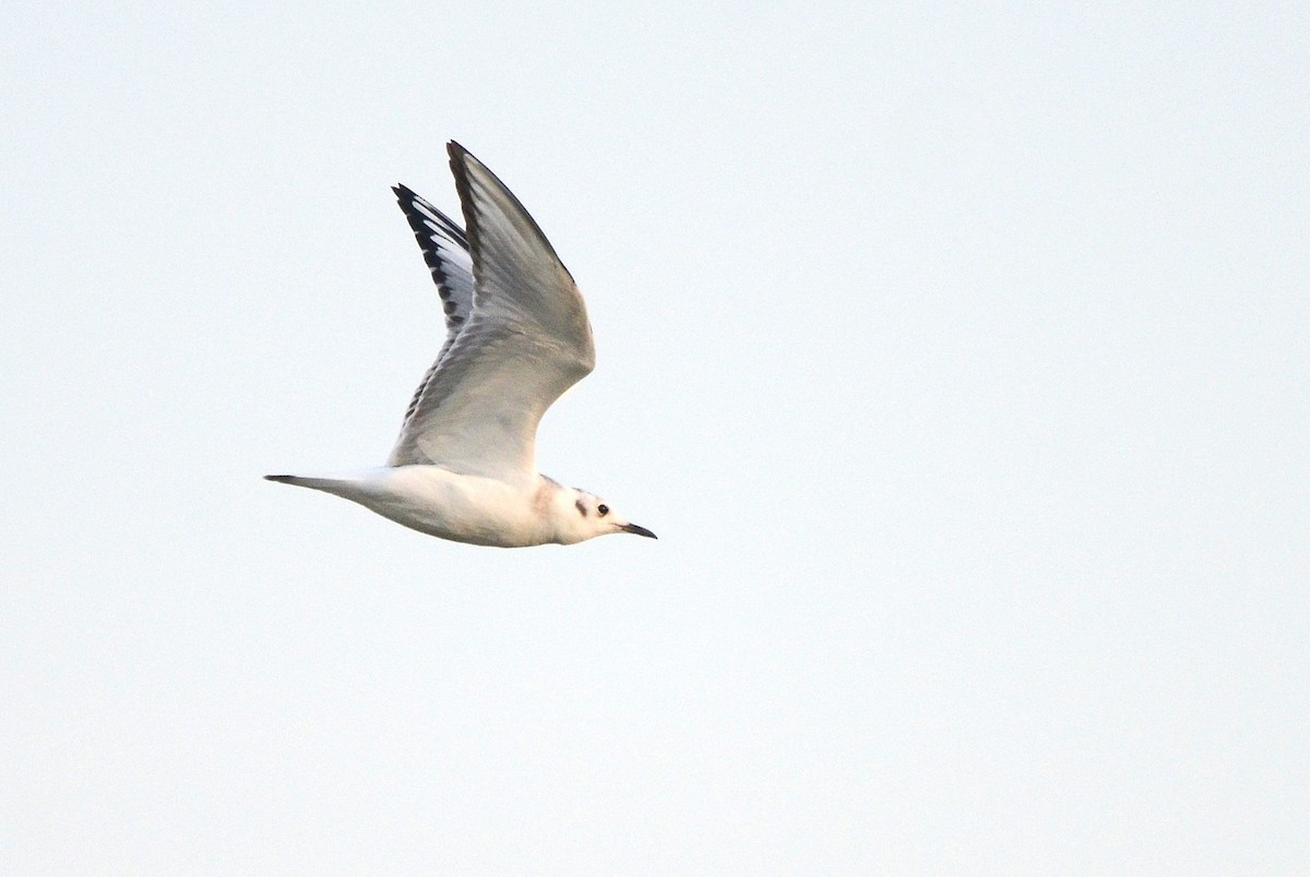 Bonaparte's Gull - Asher  Warkentin