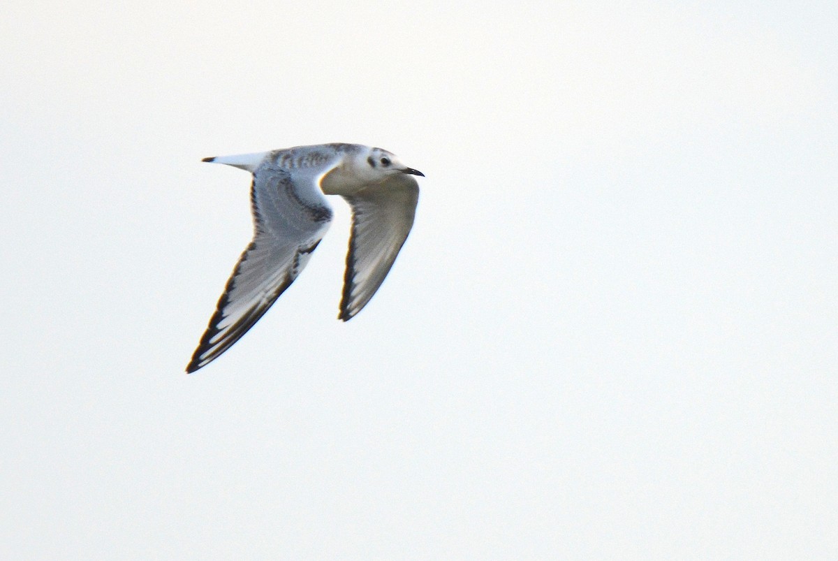 Bonaparte's Gull - Asher  Warkentin