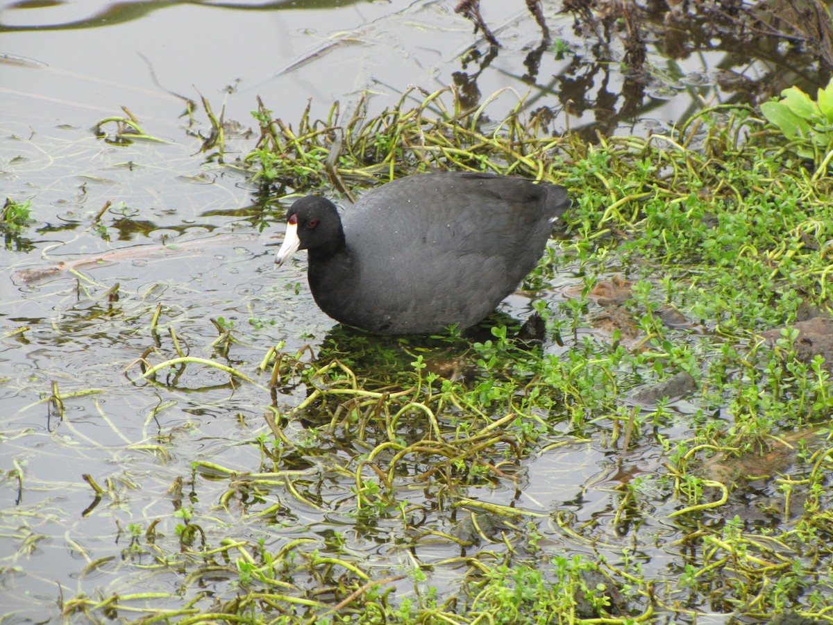 American Coot (Red-shielded) - ML397656481