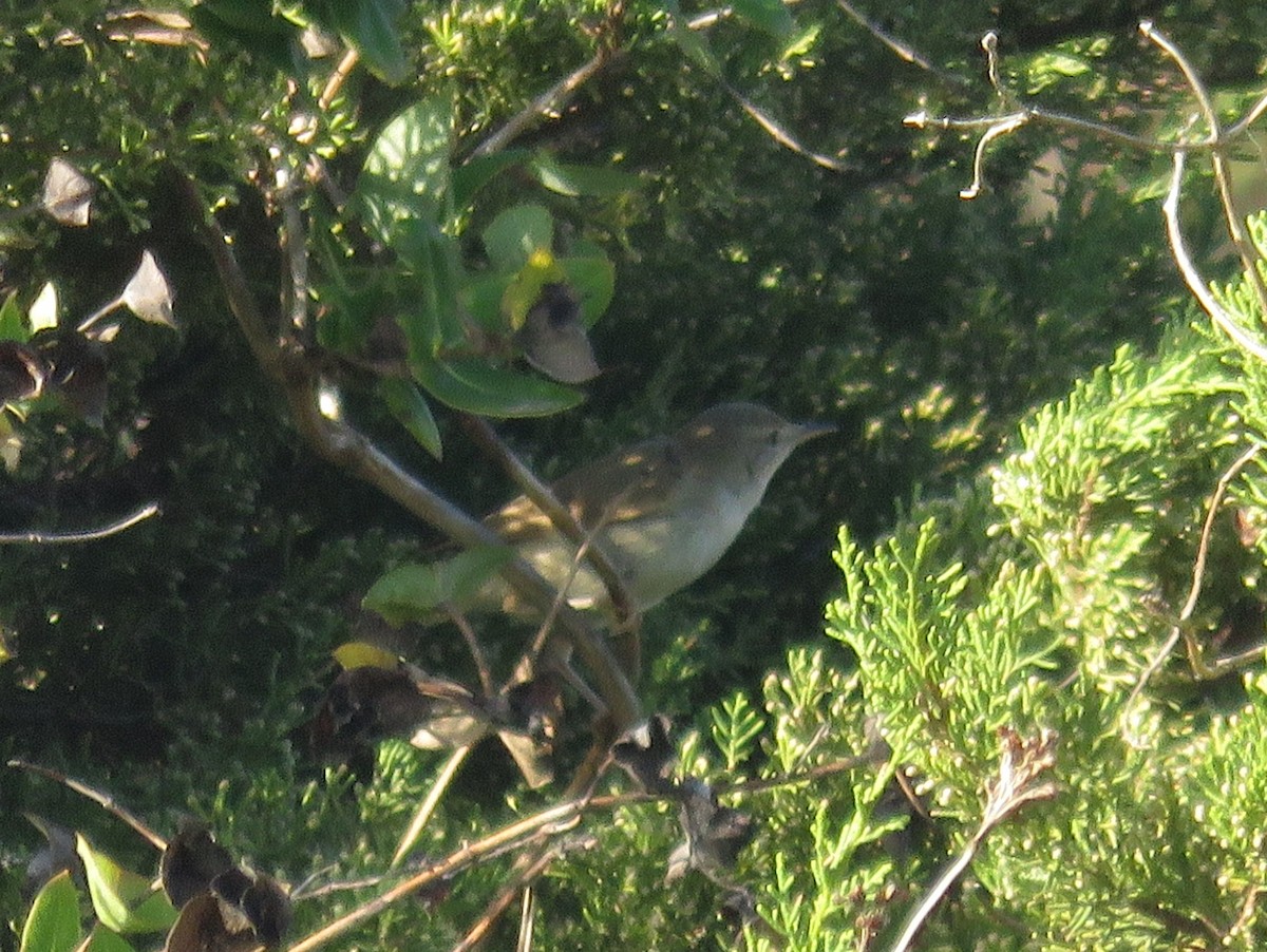 Blyth's Reed Warbler - ML39766061