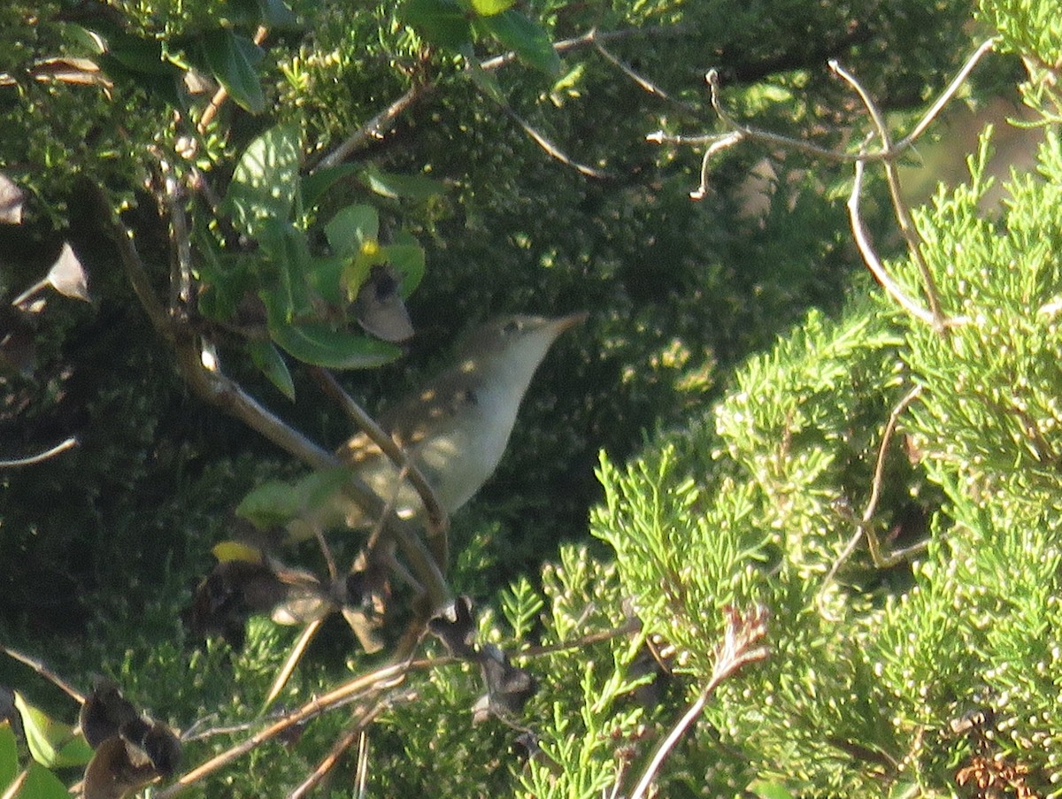 Blyth's Reed Warbler - ML39766071