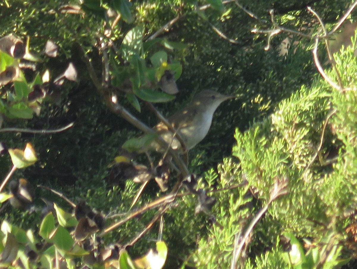 Blyth's Reed Warbler - ML39766081