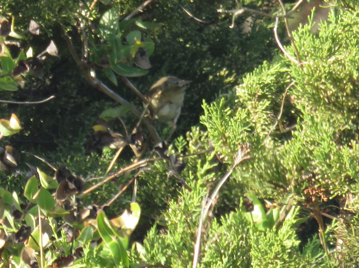 Blyth's Reed Warbler - ML39766091