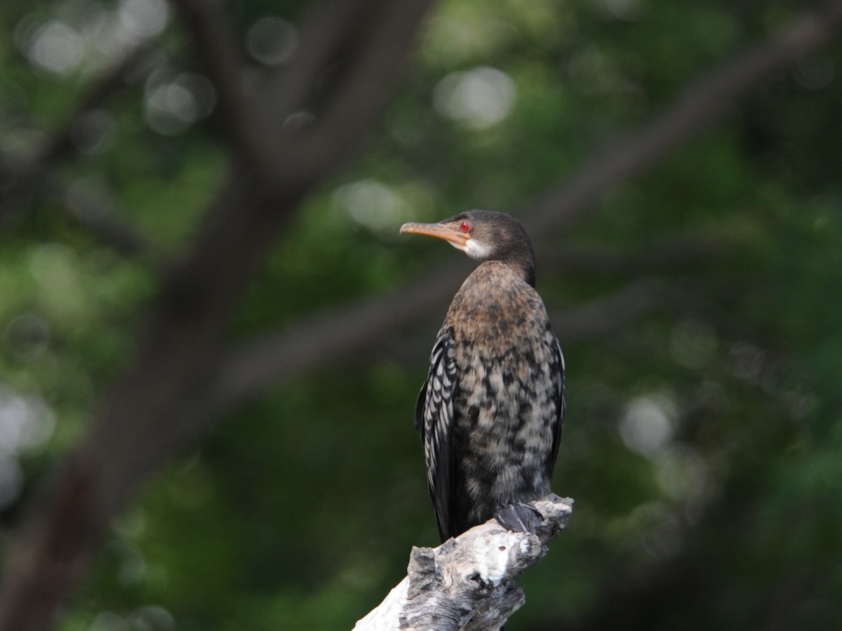 Long-tailed Cormorant - Alan Van Norman