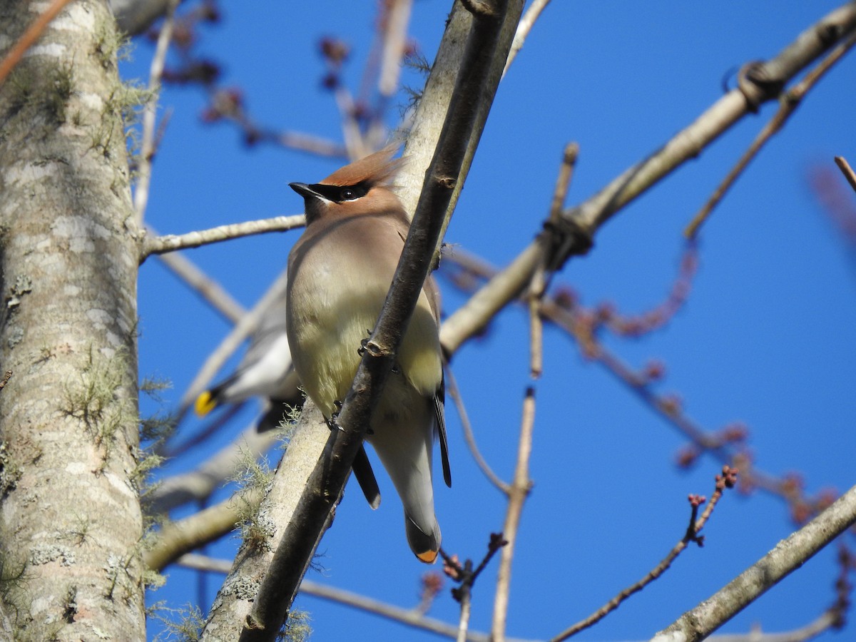 Cedar Waxwing - ML397665051