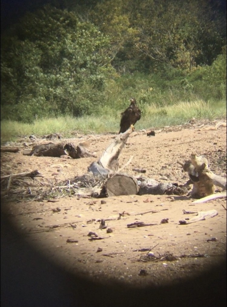 Bald Eagle - ML397665101