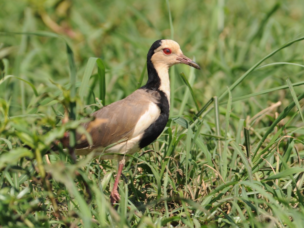 Long-toed Lapwing - Alan Van Norman