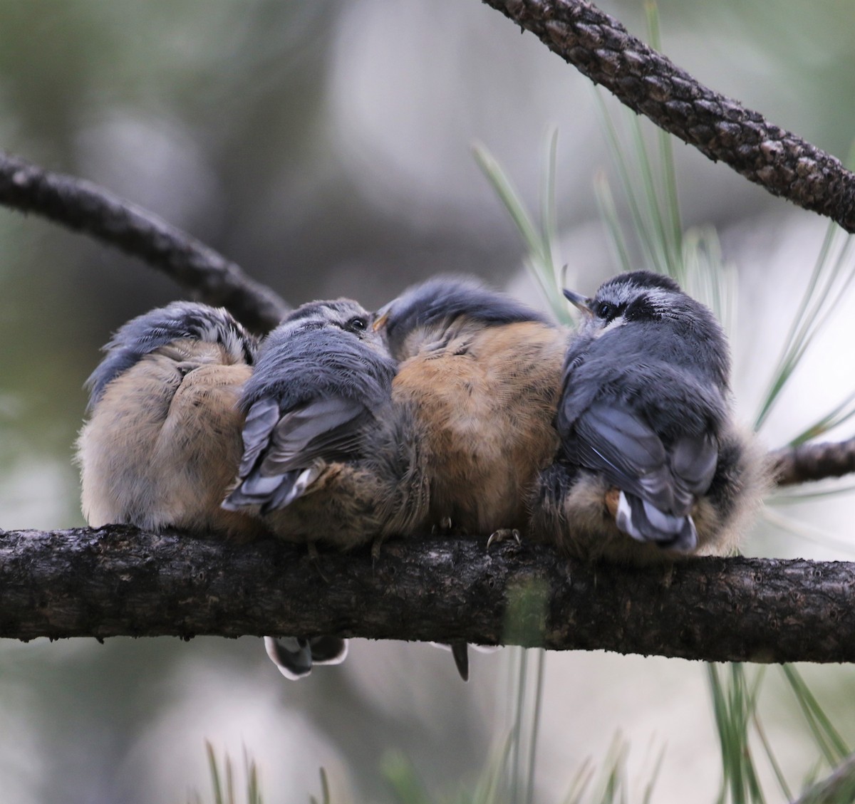 Red-breasted Nuthatch - ML397667441