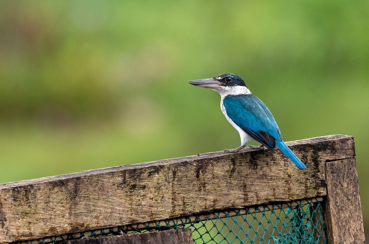 Collared Kingfisher (Collared) - Forest Botial-Jarvis
