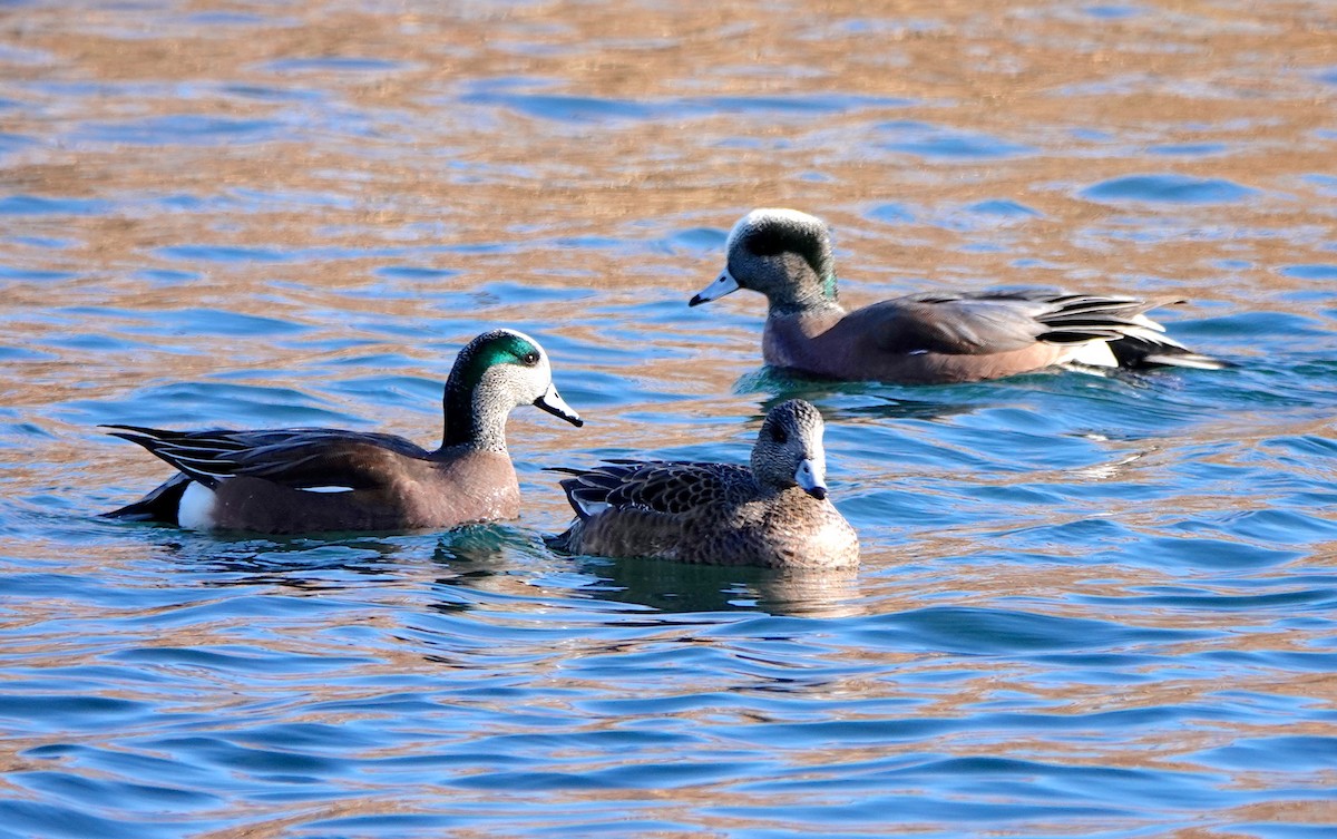 American Wigeon - Mary Kvasnic