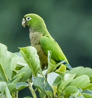 Olive-throated Parakeet - ML39767241