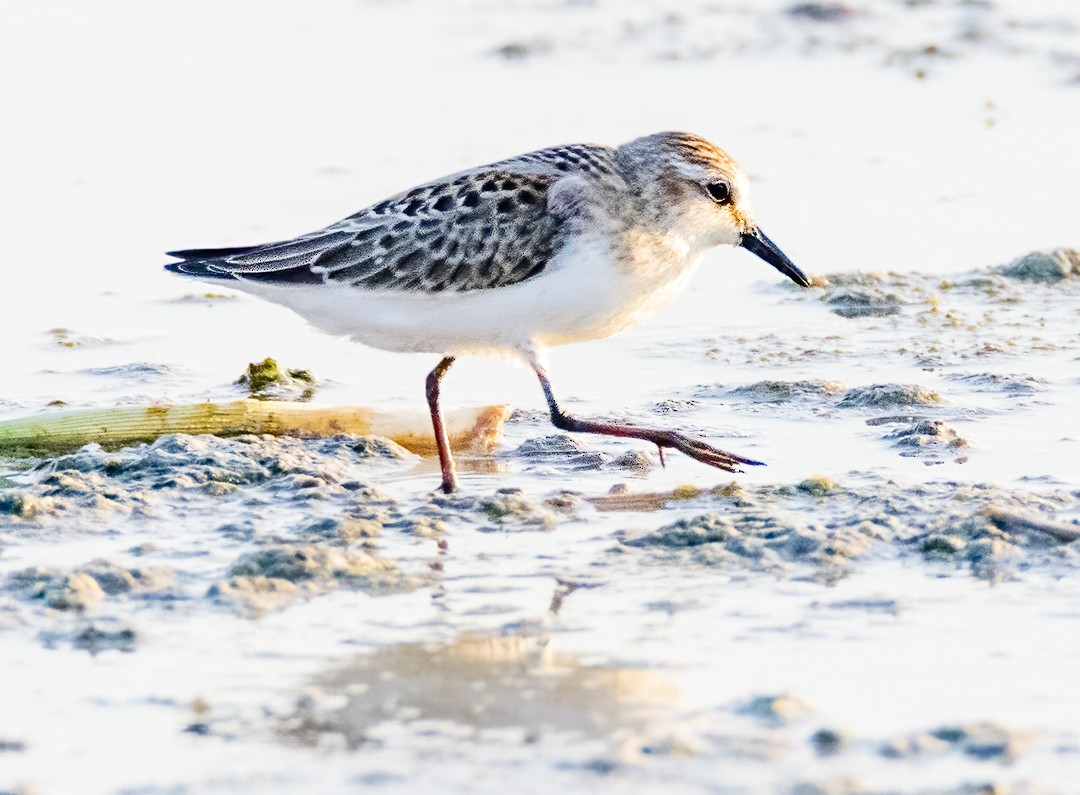 Semipalmated Sandpiper - Eric Dyck