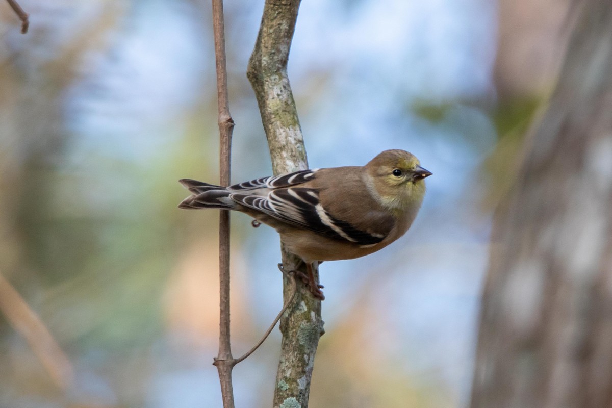 American Goldfinch - ML397672901