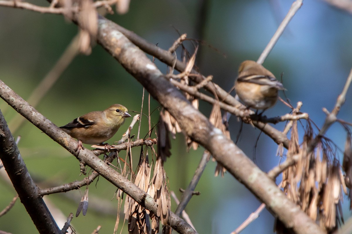 American Goldfinch - ML397672931