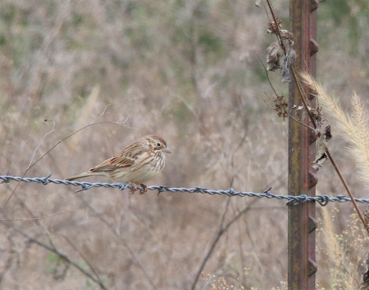 Vesper Sparrow - ML397673391