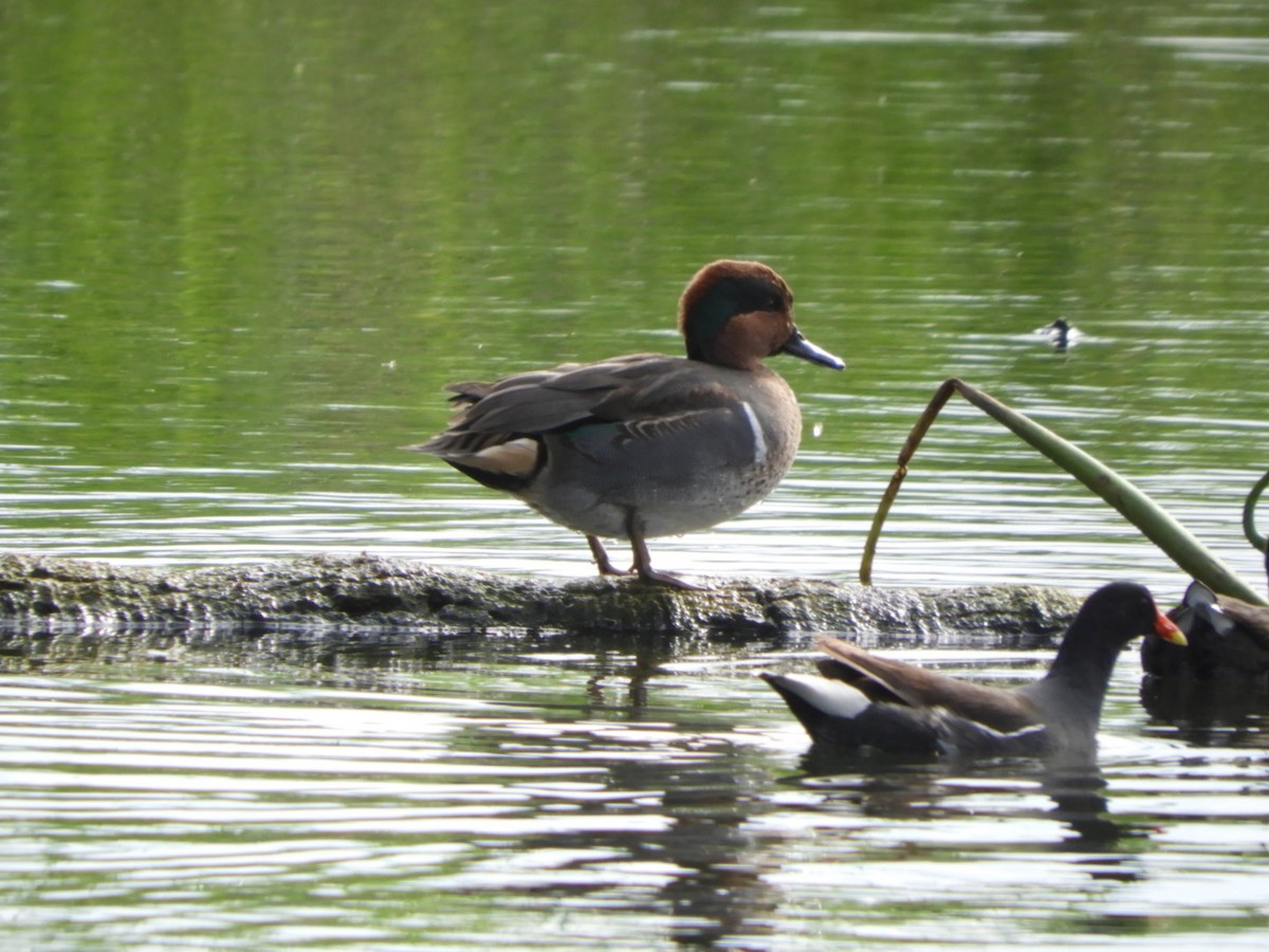 Green-winged Teal - ML397673931