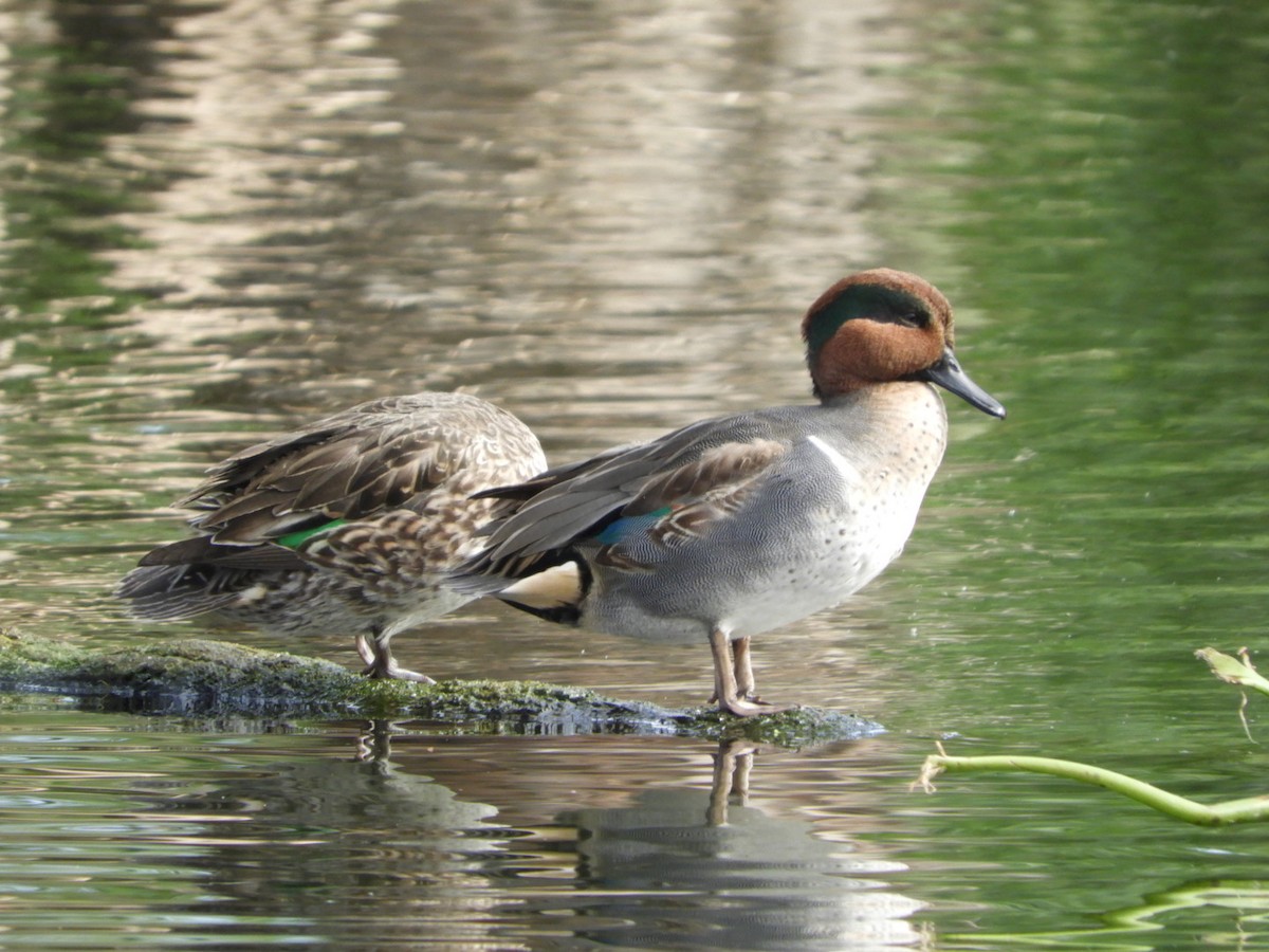 Green-winged Teal - ML397674001